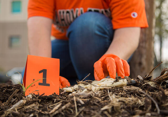 Student looking through mulch for evidence in forensic class